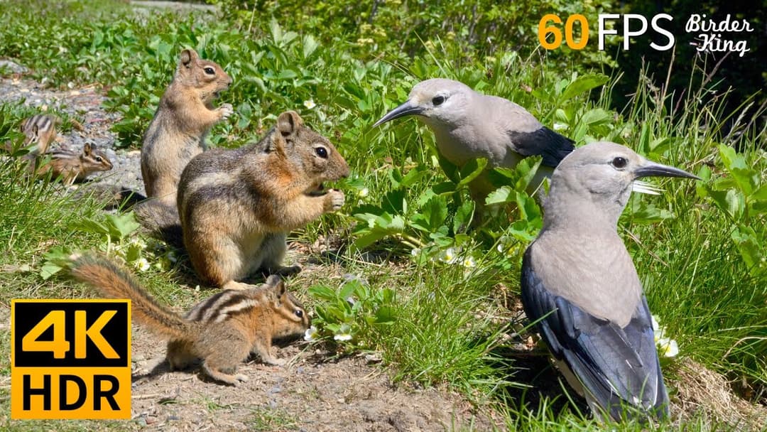 Cat TV for Cats to Watch 😺 Countless Chipmunks Squirrels and Birds 🐿 8 Hours 4K HDR 60FPS