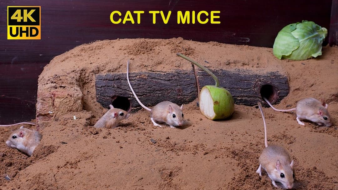 Cat tv Mouse squeaking and digging Hole Adventures! Best Cat TV for Endless Entertainment
