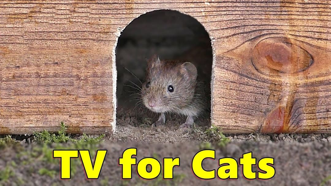 Cat TV 🐭 Mouse in The Jerry Hole Fun