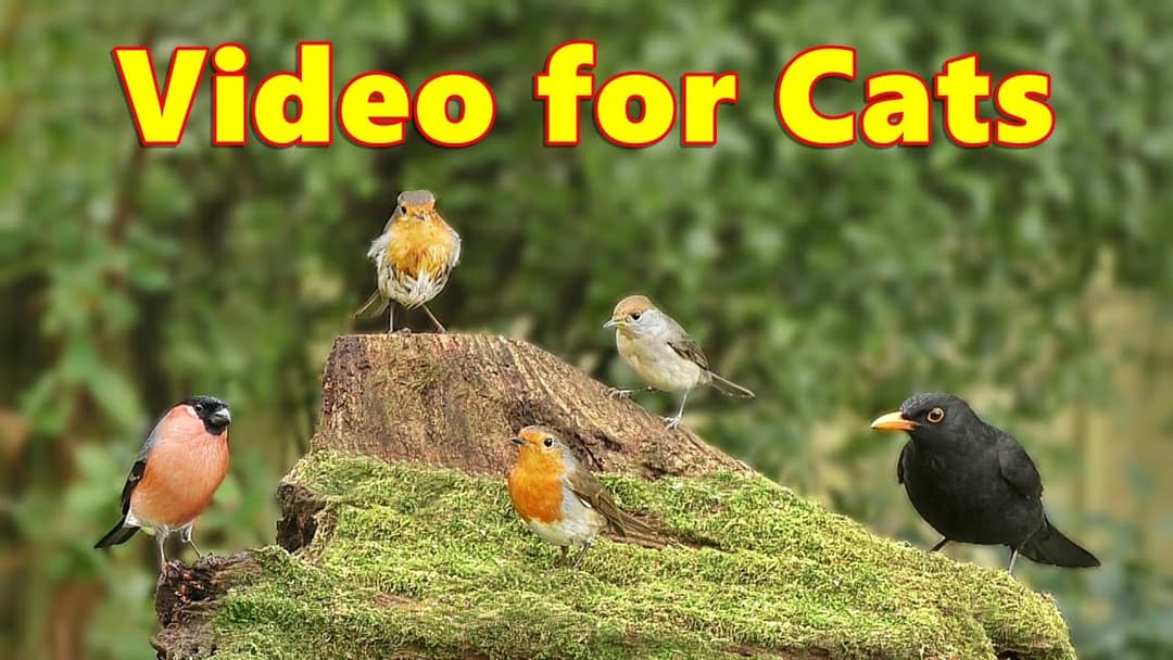 Videos for Cats ~ Birds on The Little Volcano ⭐ 8 HOURS ⭐ Cat TV