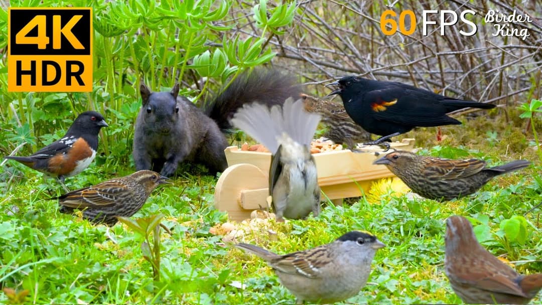 Cat TV for Cats to Watch 😺🐦‍⬛ Adorable Birds and Squirrels 🐿 Cat Games 4K HDR
