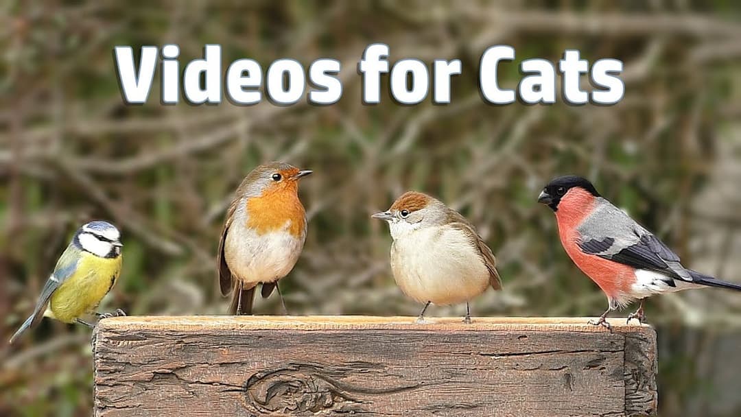 Video for Cats - My Garden Birds in December  NEW ✔️