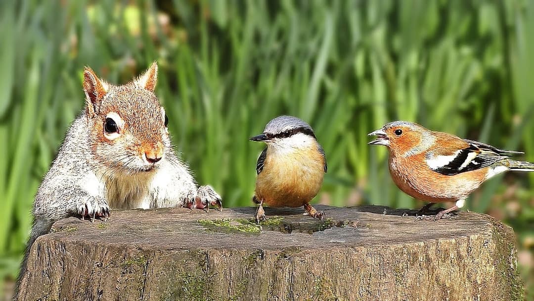 TV for Dogs - A Video for Dogs Watch - Featuring Birds and Squirrels ✅