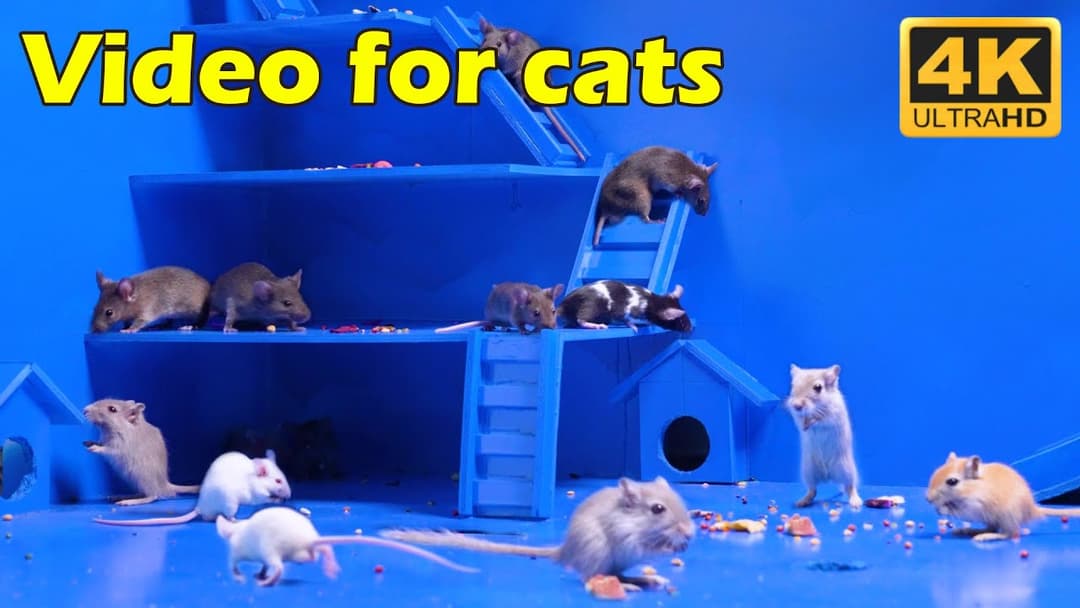 Cat TV: Immersive Hide & Seek Experience with Tiny Mice in 4K UHD - 8 Hours | Catflix