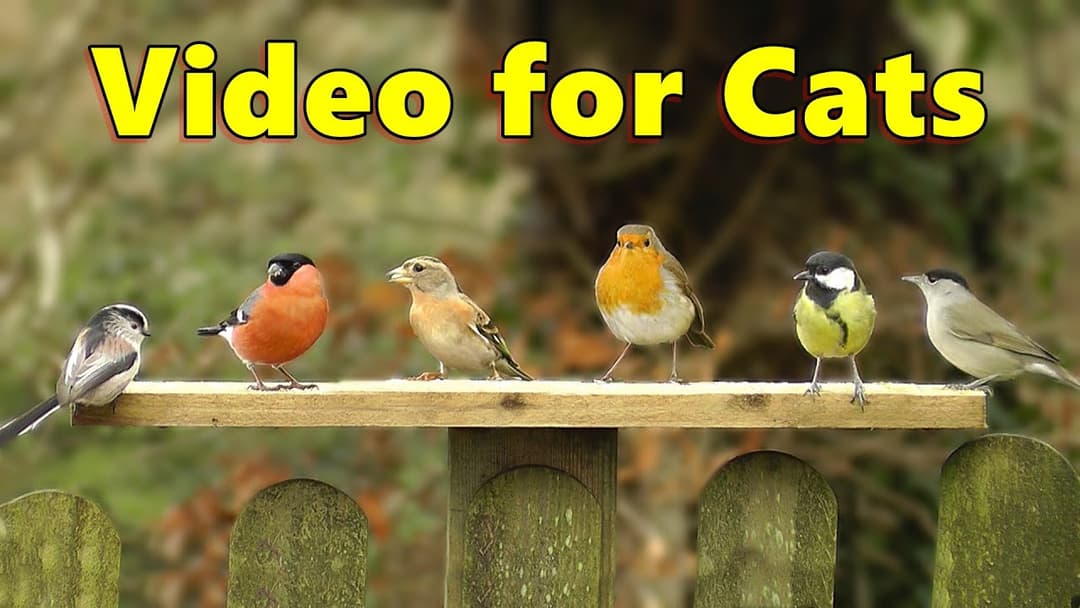 Cat TV - Brambling Surprise ⭐ ONE HOUR ⭐