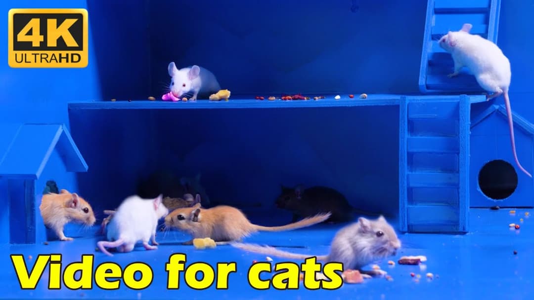 Cat TV: Tiny Mice Playing Hide & Seek Adventure! - 3 Hours 4K UHD | Catflix