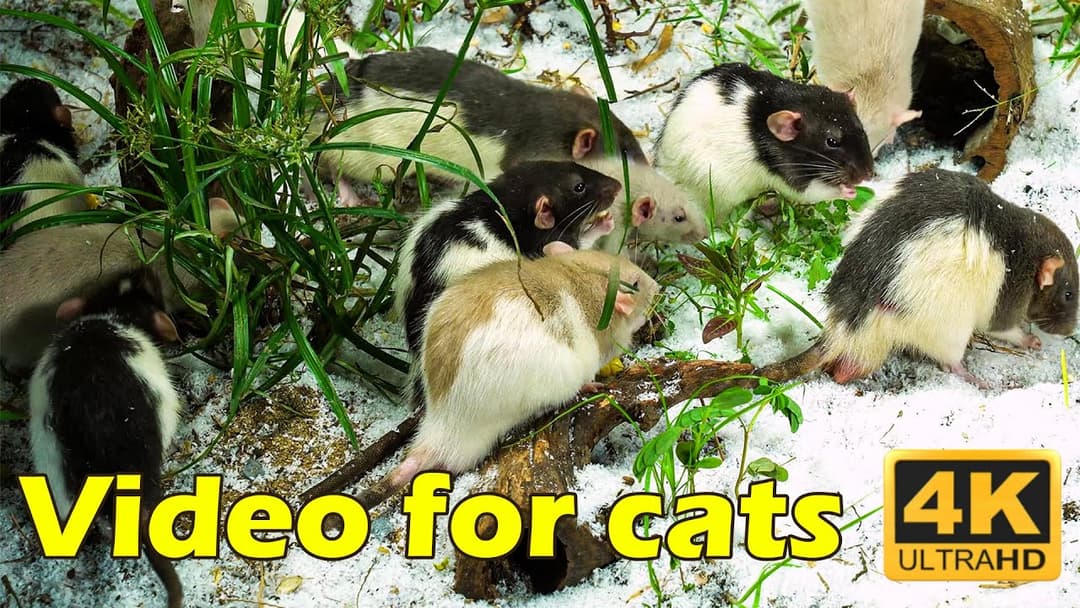 Cat TV: 3 Hours of Tiny Mice Hide & Seek in 4K UHD – Cat TV Spectacular | Catflix