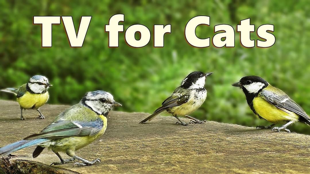 Cat Games ~ Birds Chirping for Cats ~ Cat TV Videos