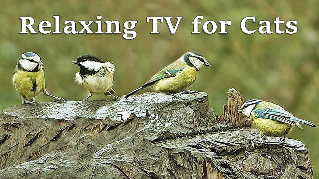 Relaxing TV for Cats : Calm Your Cat TV with Gentle Bird Sounds