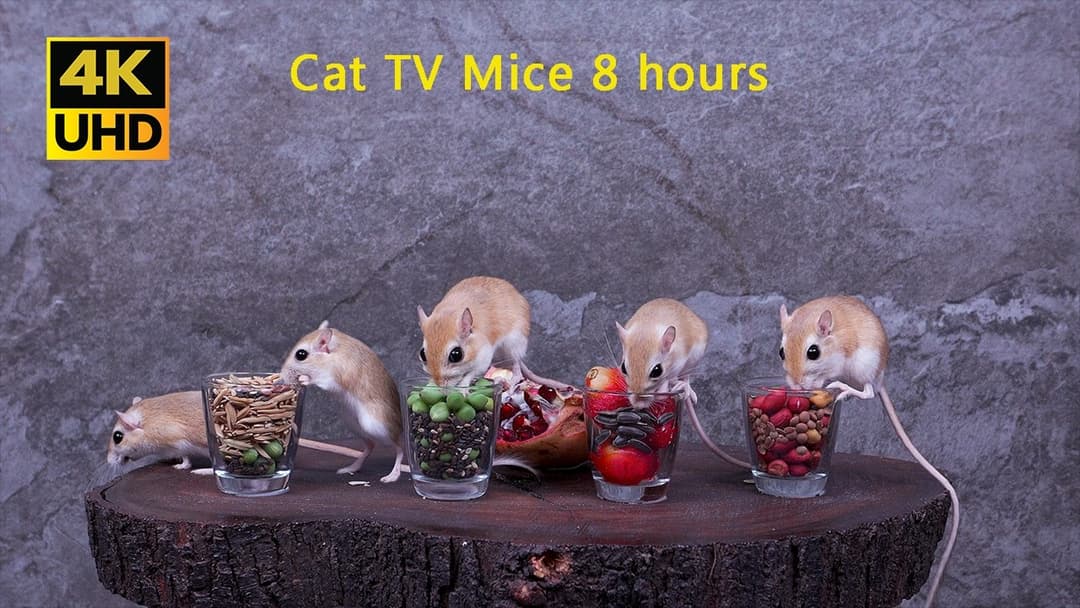 Ultimate Cat TV: On-Screen Mice Snacking & Playing for Cats to Watch | 4K UHD | 8 Hours 🐭