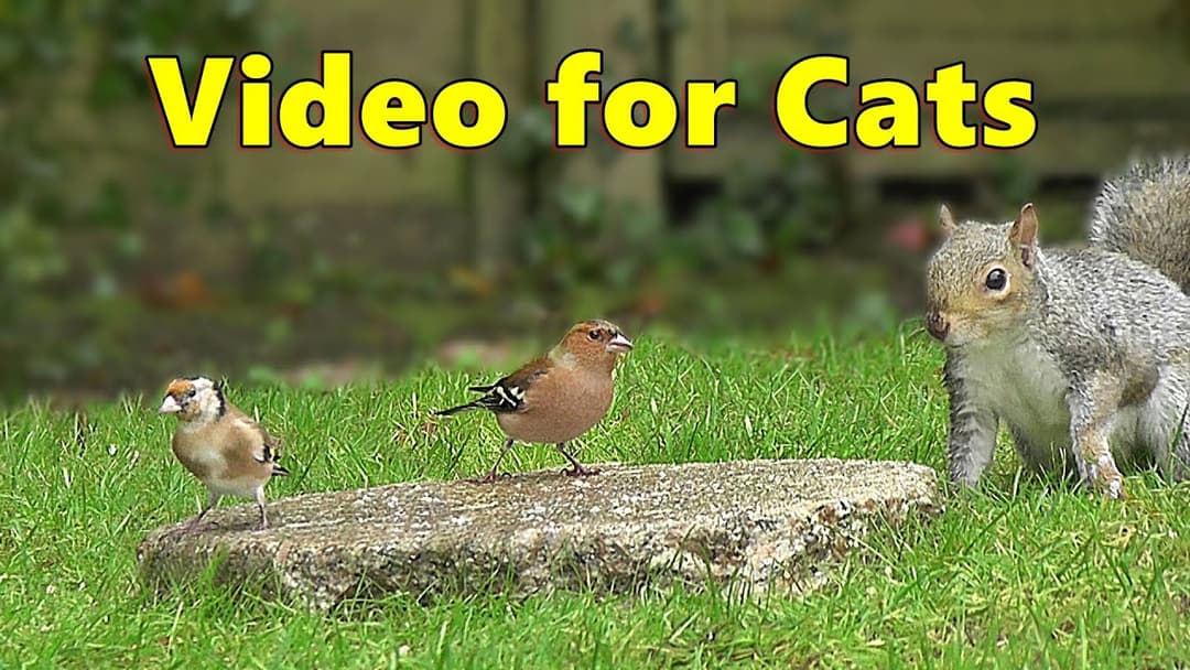 Cat TV ~ Birds Coming and Going Videos for Cats to Watch ⭐ 8 HOURS ⭐