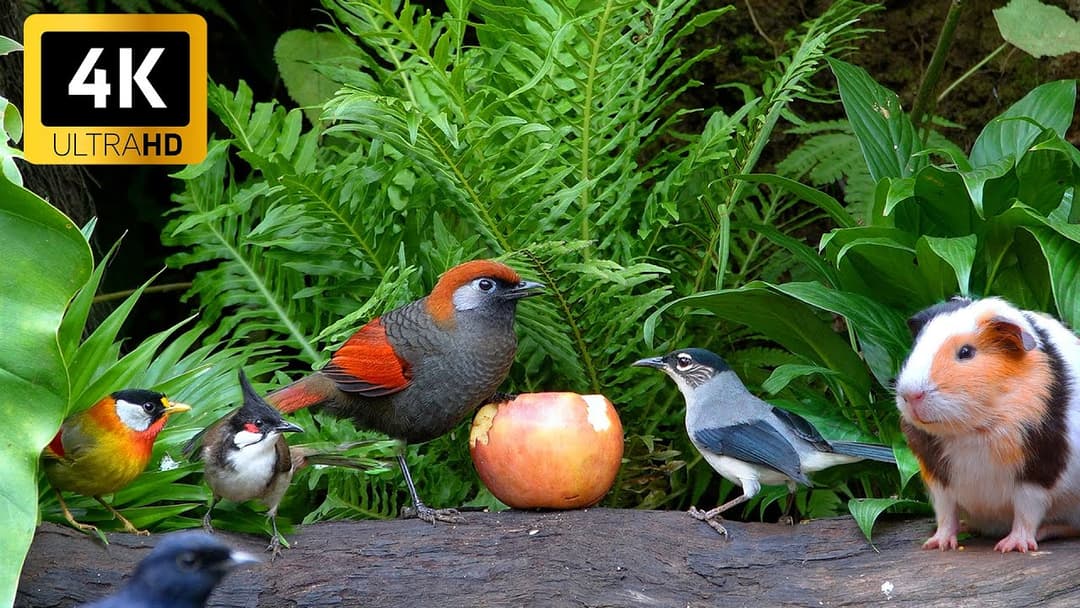 Ultimate Cat TV for Cats 😸 Birds & Squirrels Munch on Treats Scattered Across the Stones 🕊️🐿️ 4K HDR