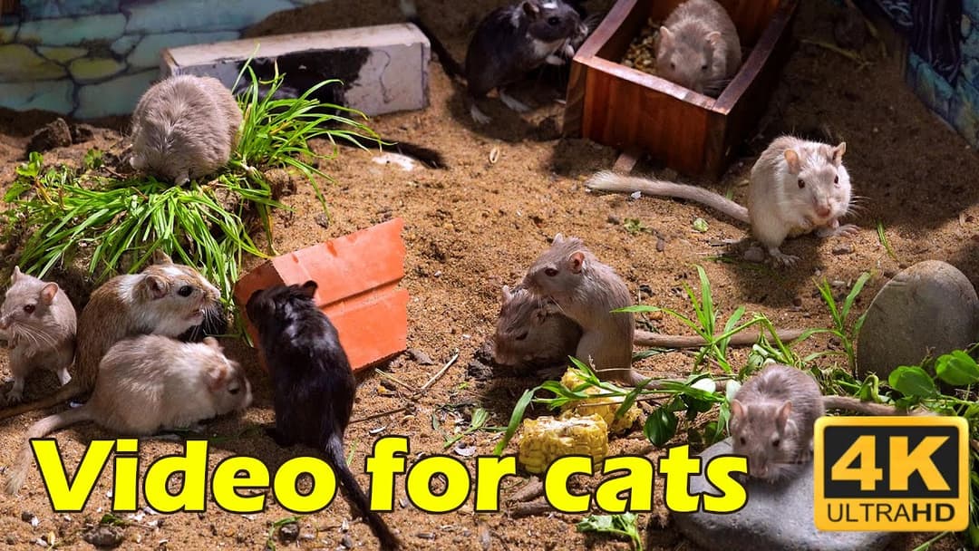 Tiny Mice Hide & Seek: The Ultimate Cat TV Experience in Crystal Clear 4K! | Catflix