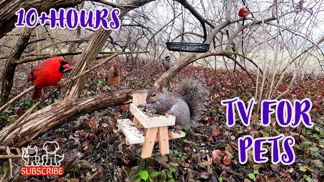 Dog & Cat TV 😺🐶📺 | Squirrels & Birds 🐿🐦 |  Videos for Pets & their People  | All Day Entertainment