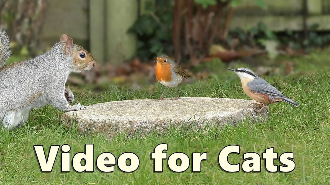 Cat TV ~ A Perfect Video for Cats to Watch Birds and Squirrels