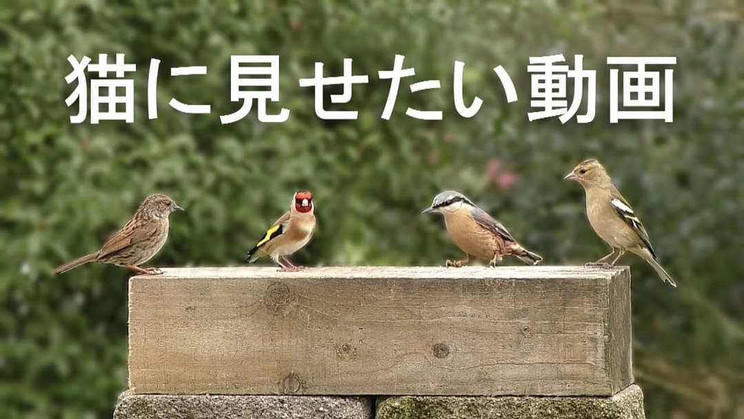 猫に見せたい動画 😺 猫が喜ぶ映像 😺 カラフルな鳥