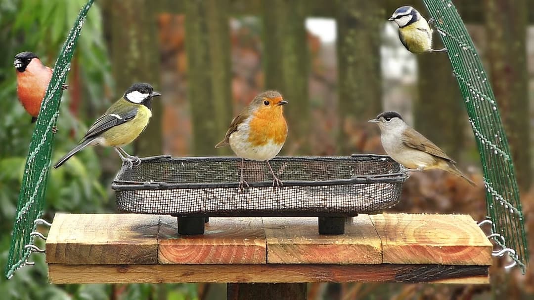 Birds in My February Garden - 8 HOURS