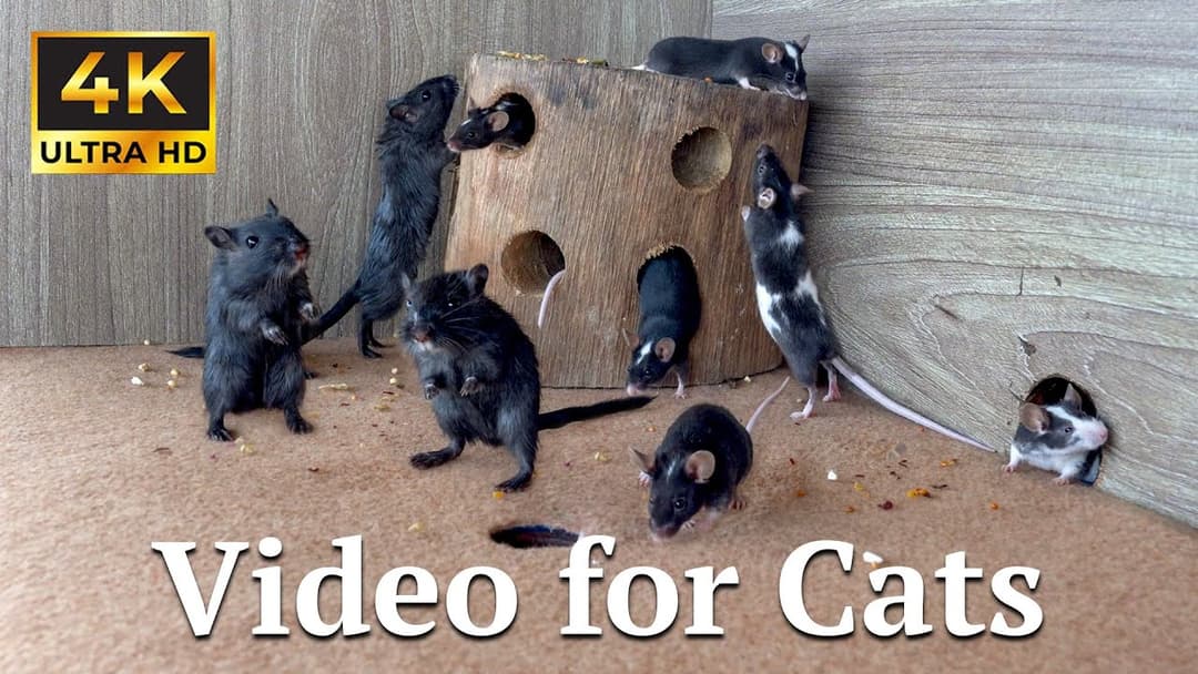 Cat TV: Mice Playing Hide and Seek in Wood Holes – 4K Relaxation | Catflix