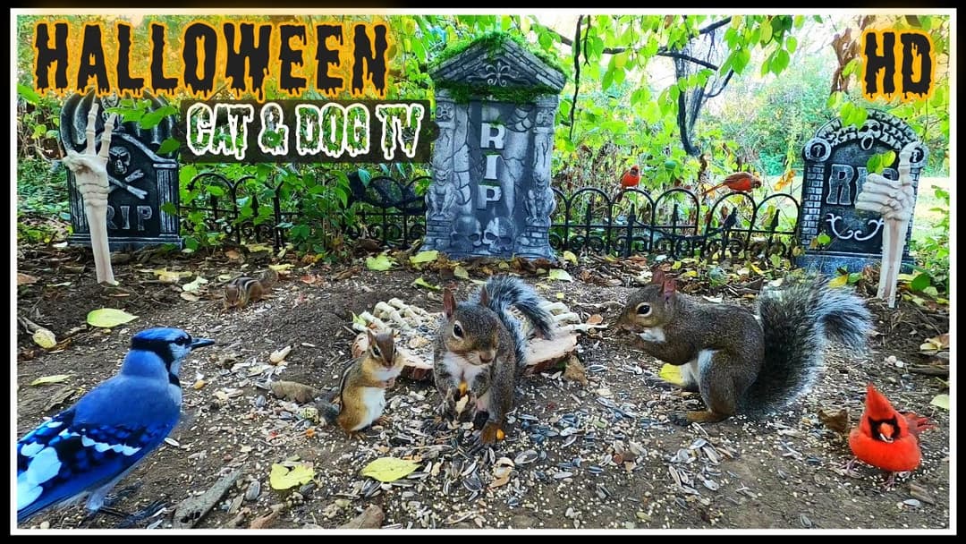 ⚰ Halloween ⚰  Cat & Dog TV 🐶🐈📺 | Squirrels, 🐿 Birds, 🐦& Chipmunks at a Graveyard | Background Video