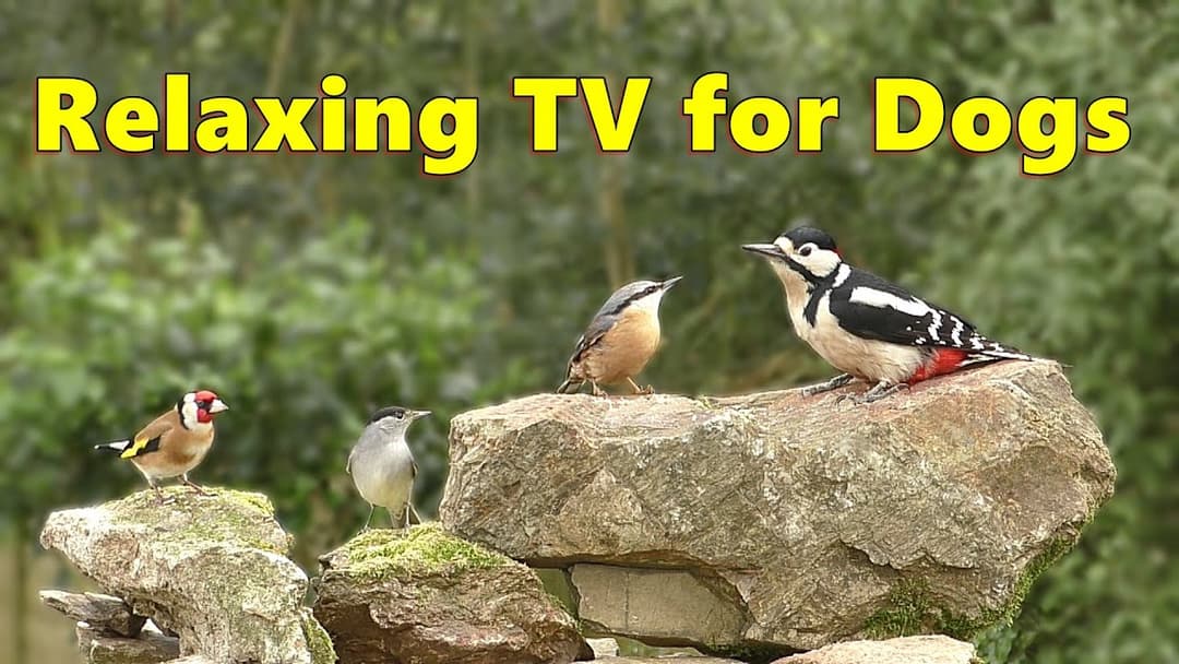 Relax Your Dog TV ~ Enchanting Bird Sounds for Dogs ⭐ 10 HOURS ⭐
