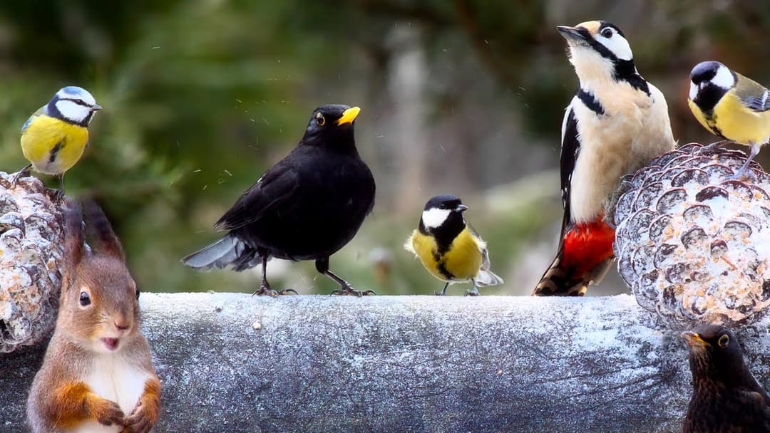 Rolling Birds and a Red Squirrel: 10 hours Cat & Dog TV