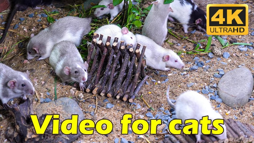 Cat TV: Hide & Seek with Mice in Glorious 4K – Kitty's Ultimate Playtime | Catflix