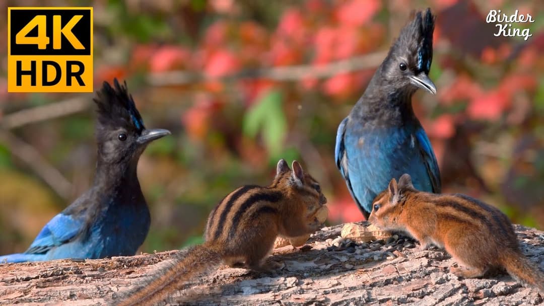 Cat TV for Cats to Watch 😺 Autumn Birds, Chipmunks, and Squirrels 🐦🐿️ 8 Hours(4K HDR)