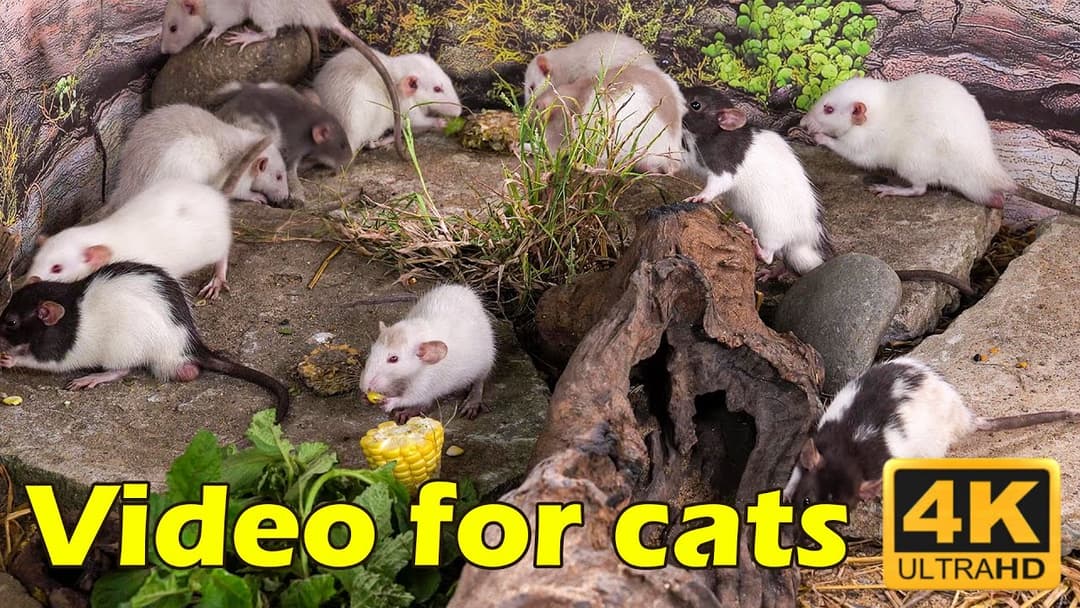Catflix: 3 Hours of Tiny Mice Hide & Seek in Stunning 4K | Pawsome Adventures
