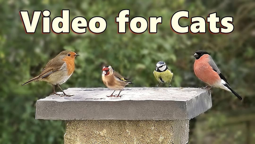 Birds Videos for Cats and Kittens to Watch Birds