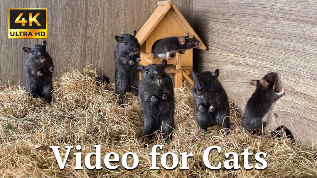 Cat TV: Sneaky Mice Escape! Hide & Seek Game for Hunting Cats | Catflix