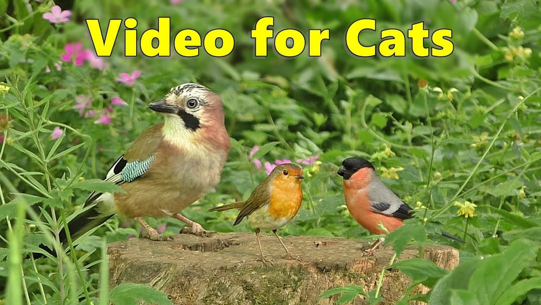 BEST Videos for Cats to Watch ~ Birds and Bird Sounds Spectacular 8 HOURS ⭐