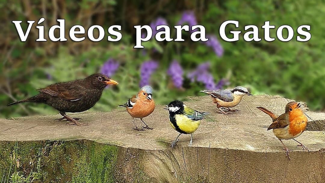Vídeos para Gatos : Pássaros de Verão