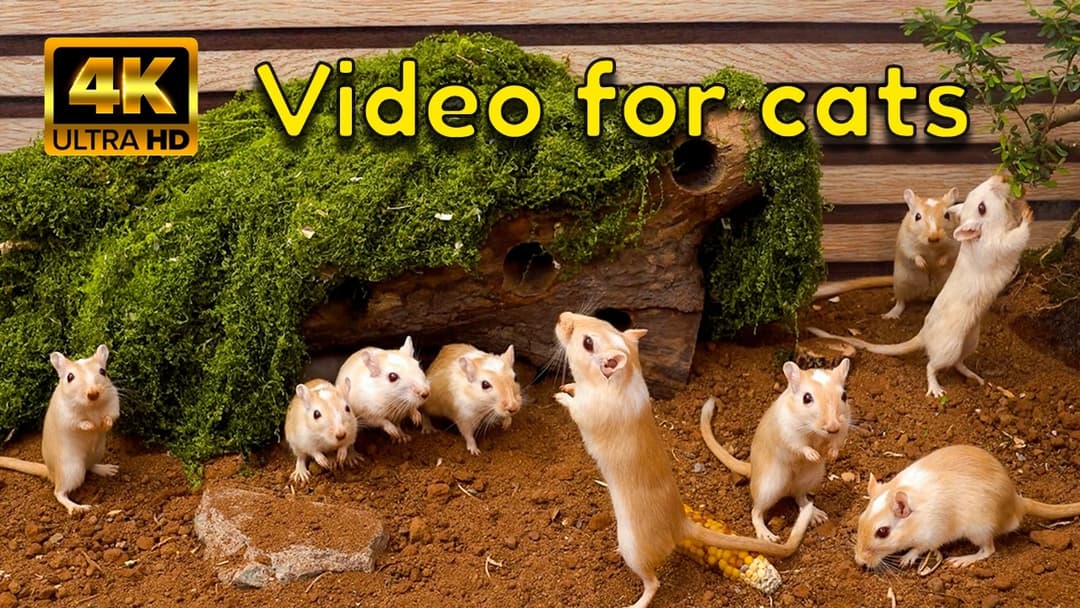 Peek-a-Boo! A Fun Pop-Up Mouse Game for Your Cat | Cat TV 4K Hide & Seek