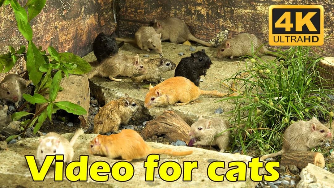 Cat TV: Mouse Mania – The Ultimate 4K Cat TV Experience for Your Feline | Catflix