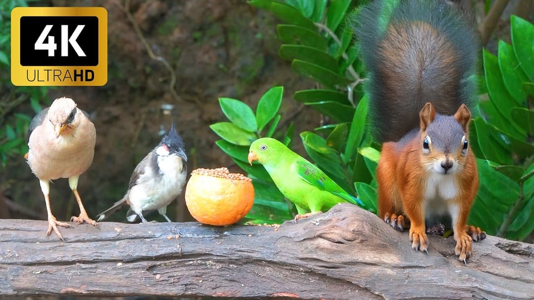 CAT TV NO ADS 😻 Pretty Little Birds and Squirrels for Cats to Watch and Slap 🌸🐿️ Cat Games 4K HDR