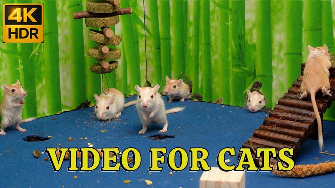 4K HDR Mice Playtime for Cats: Tiny Mice Hide & Seek Marathon in 4K | Catflix