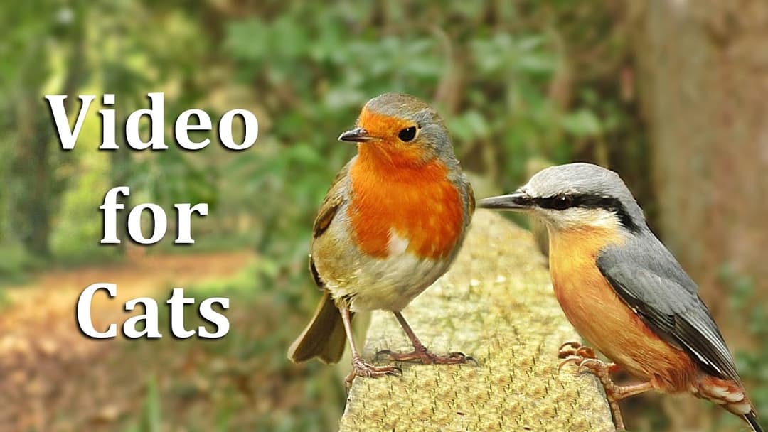 Videos for Cats to Watch - Birds on The Fence Extravaganza