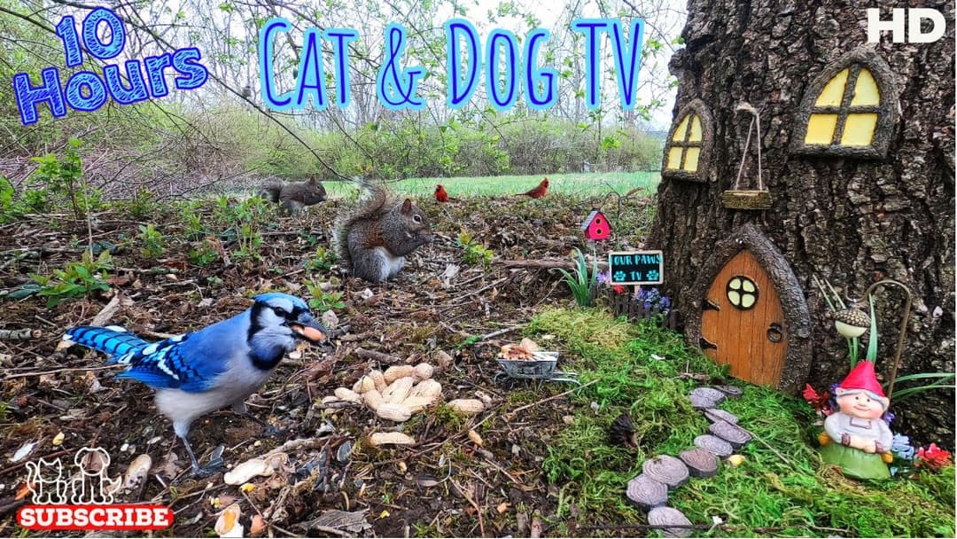 🐈🐩📺| 10-Hour Dog & Cat TV  | Squirrels & Blue Jays, Cardinals and more | Gnome Fairy House 🧚‍♀️🏠