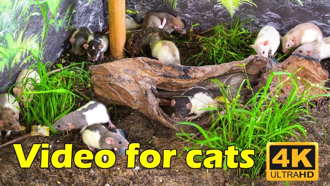 Cat TV: Purrfect Hide & Seek – 3 Hours of Cat vs. Tiny Mice in 4K UHD | Catflix