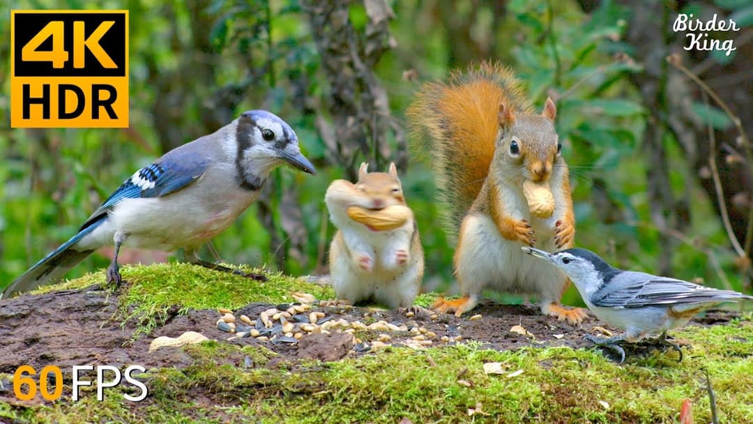 Cat TV for Cats to Watch 😺🐦 All Birds, Chipmunks Squirrels Enjoy the Present 🐿 Cat Games 4K HDR
