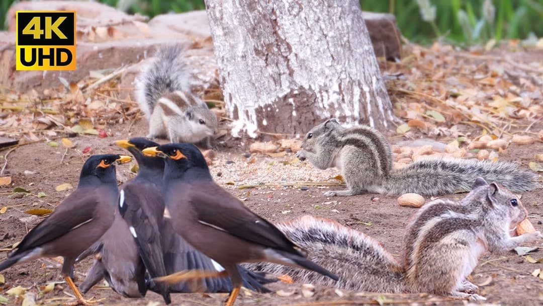 Cat Tv For Cats To Enjoy 8 Hour Video of Squirrels and birds Play on Ground - Cat Tv - 4k UHD