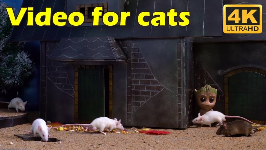 Hide & Seek Fun with Tiny Mice - Cat TV in Stunning 4K UHD | Catflix