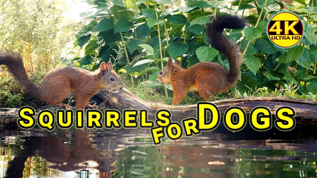 Videos for Dogs to Watch - Squirrel Mania  4K (UHD)