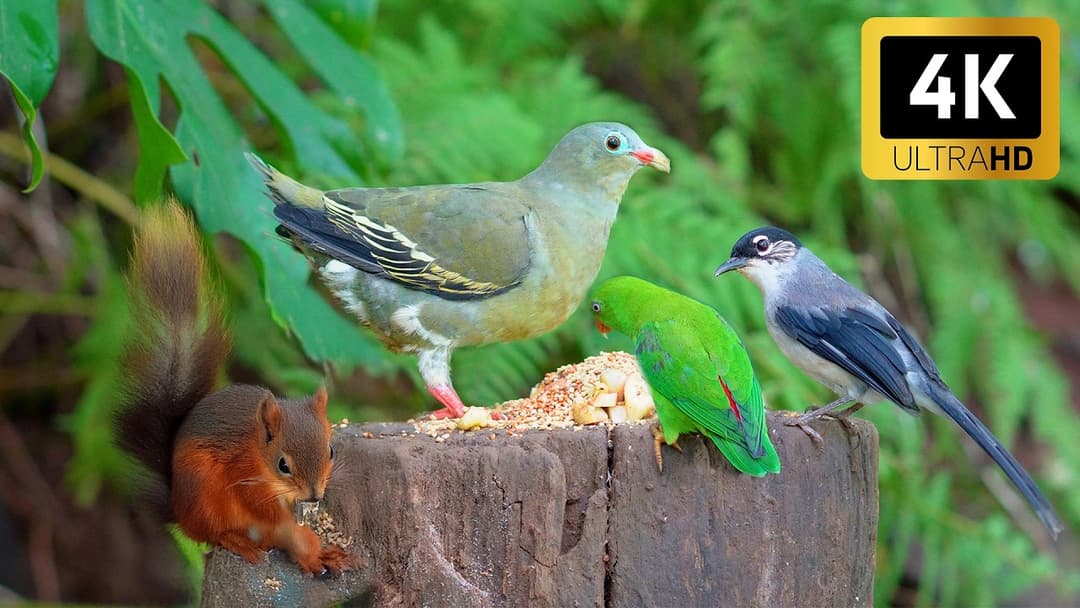 [NO ADS] Cat TV for Cats to Watch 😺 Pretty Birds and Squirrels Relax Your Cat 🐿 Cat Games 4K HDR