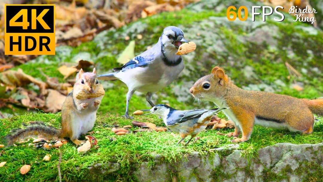 Cat TV for Cats to Watch 😺🐦 Happy Chipmunks, Birds, Squirrels on Moss 🐿 4K HDR 60FPS