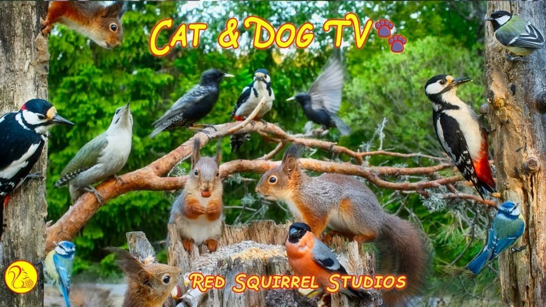 CAT TV NO ADS😺 Red Squirrels & Awesome Birds🕊️ Woodpeckers Bullfinches Starlings Siskins