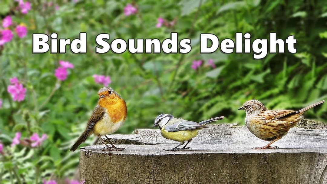 Bird Sounds Delight - One Hour of Beautiful Birds