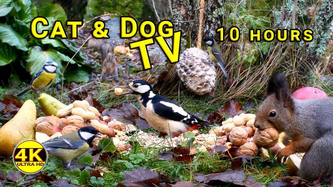 Cat & Dog TV Ultimate: 10 Hours of Fun with Red Squirrels and Birds