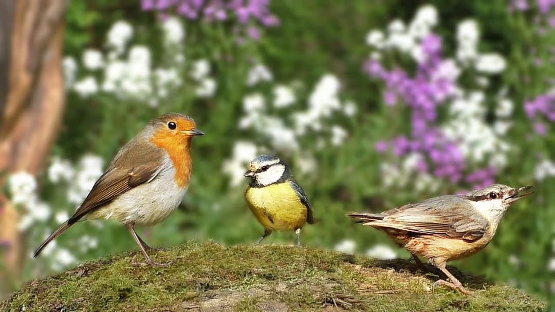 Bird Sounds for Cats : Beautiful Birds in The Flower Garden