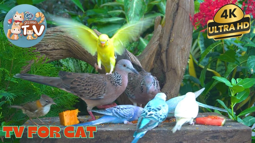 🔴😺Forest Animals in Harmony🦜! Live 12 Hour Cat TV Videos